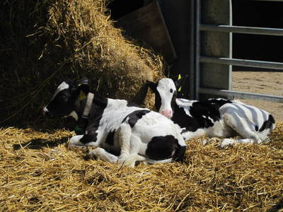 Bild 4 aus  Thelenshof