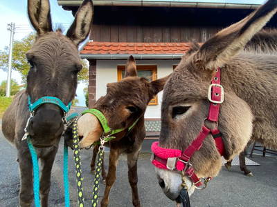 Bild 2 aus  Freizeit- und Ferienreiterhof Odenwald