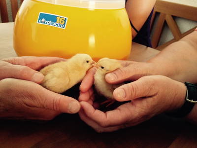 Bild 68 aus  Unteres Feld