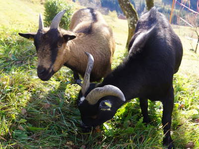 Bild 48 aus  Pfannreithof