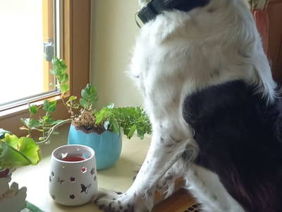 Bild 41 aus  Fötscherhof