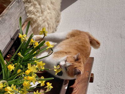 Bild 75 aus  Lahnhof