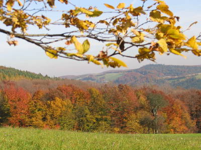 Bild 32 aus  Wolf-Hof