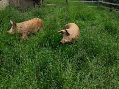 Bild 13 aus  Halterhütte