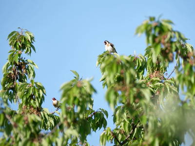 Bild 84 aus  Schloif Troadkastn