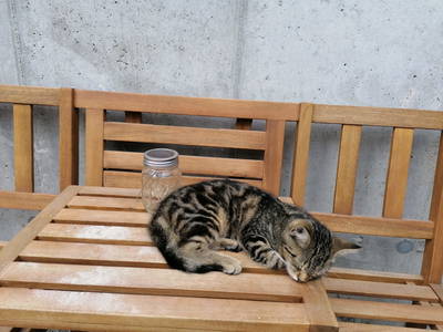 Bild 24 aus  Familie Resch am Hörlesberg