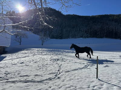 Bild 168 aus  Glatz Hof