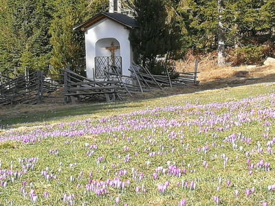 Bild 12 aus  Pfeifferstockerhütte