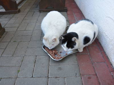 Bild 23 aus  Weingut Seiner vlg.Kraxner