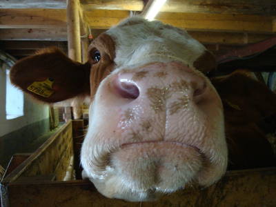 Bild 36 aus  Hoferpeter