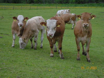 Bild 52 aus  Bräuhauser