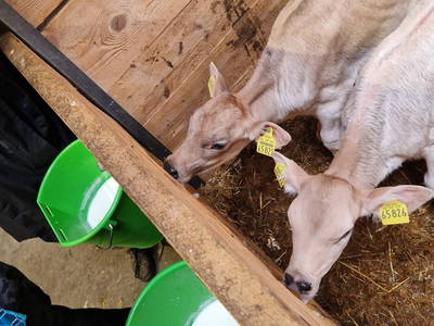 Bild 25 aus  Ferienhof Weißenbach