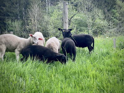 Bild 192 aus  Rafting Camp Palfau