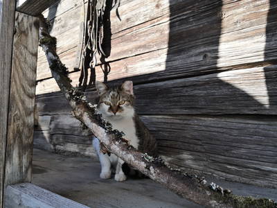 Bild 34 aus  Kracherbauer