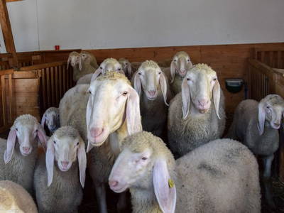 Bild 20 aus  Dorfhof