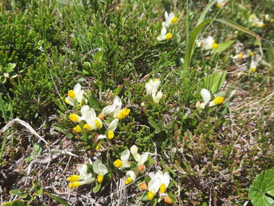 Bild 83 aus  Almhütte Pucher