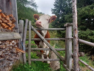 Bild 93 aus  Forstnighof