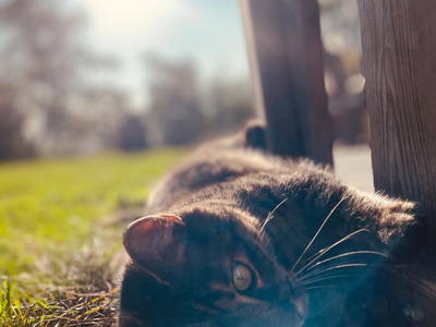 Bild 198 aus  Rafting Camp Palfau