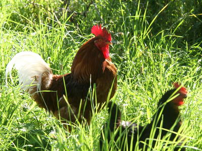 Bild 94 aus  Dichtlhof