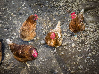 Bild 68 aus  Pfannreithof