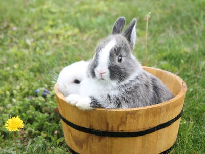 Bild 34 aus  Brandl Obstbauernhof 