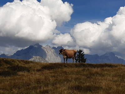 Bild 14 aus  Ransburggut Almhütte