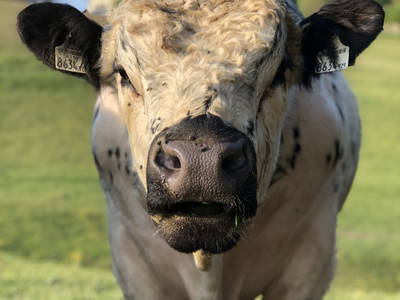 Bild 61 aus  Naturhof Innauer