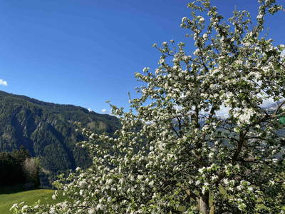Bild 52 aus Alpenfarm Poschhof
