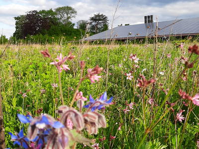 Bild 2 aus  Hof Albersmeier Urlaub am Stall