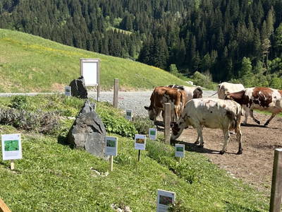 Bild 69 aus  Vorderbichlhof