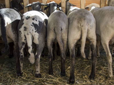 Bild 24 aus  Biohof Mathies