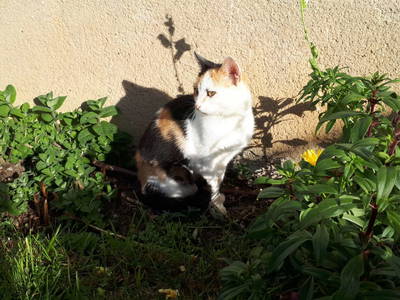 Bild 52 aus  Hüttstädterhof