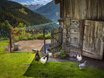 Bild 28 aus  Premhof