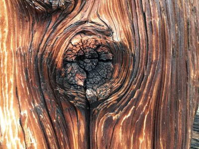 Bild 97 aus  Almhütte Pucher