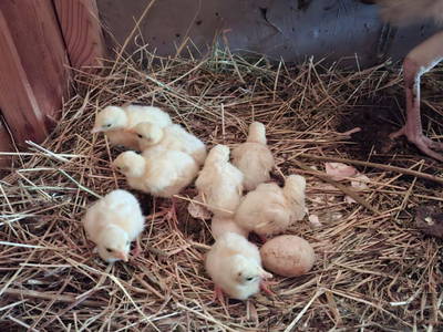 Bild 109 aus  Schlosswirt Chalets