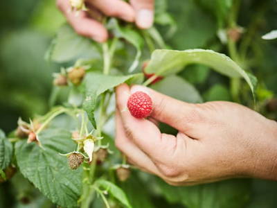 Bild 68 aus  Schmankerl und Gast Heiderer