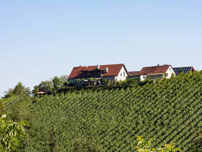 Bild 44 aus  Weingut Dworschak