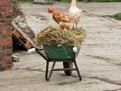 Bild 34 aus  Küstenhof Oldewurtel