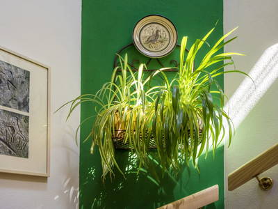 Bild 78 aus  Starbauer