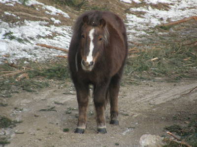 Bild 20 aus  Zauchtalerhof