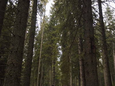 Bild 115 aus  Heselehof