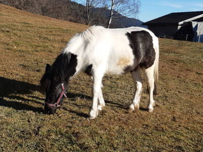 Bild 13 aus  Hauserhof am Goldberg