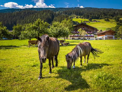 Bild 154 aus  Bio-Bauernhof Schweizerhof