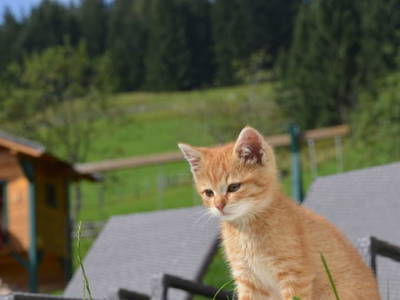 Bild 77 aus  Oberegghof