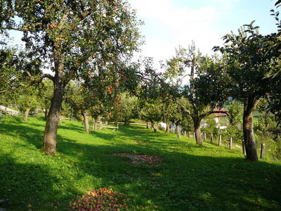 Bild 26 aus Bauernhof Perhinig