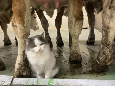 Bild 48 aus  Moarbauerhof