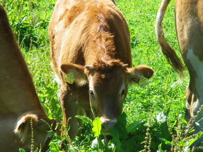 Bild 46 aus  Bio Bauernhof Kurzeck