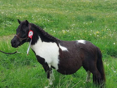 Bild 84 aus  Schmiedsipplhof 