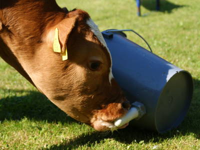 Bild 38 aus  Privatzimmer Würger