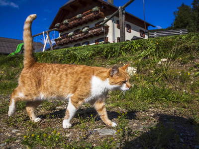 Bild 38 aus  Veitlbauer